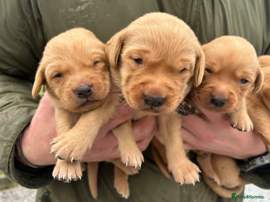 Labrador Retriever dogs for sale: KC Registered Fox Red Labrador Puppies - Advert 7