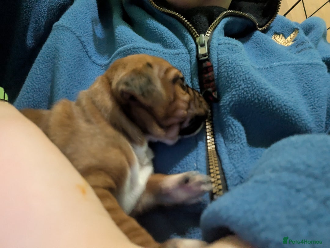 Mixed Breed dogs for sale: Janiel puppies  - Advert 10