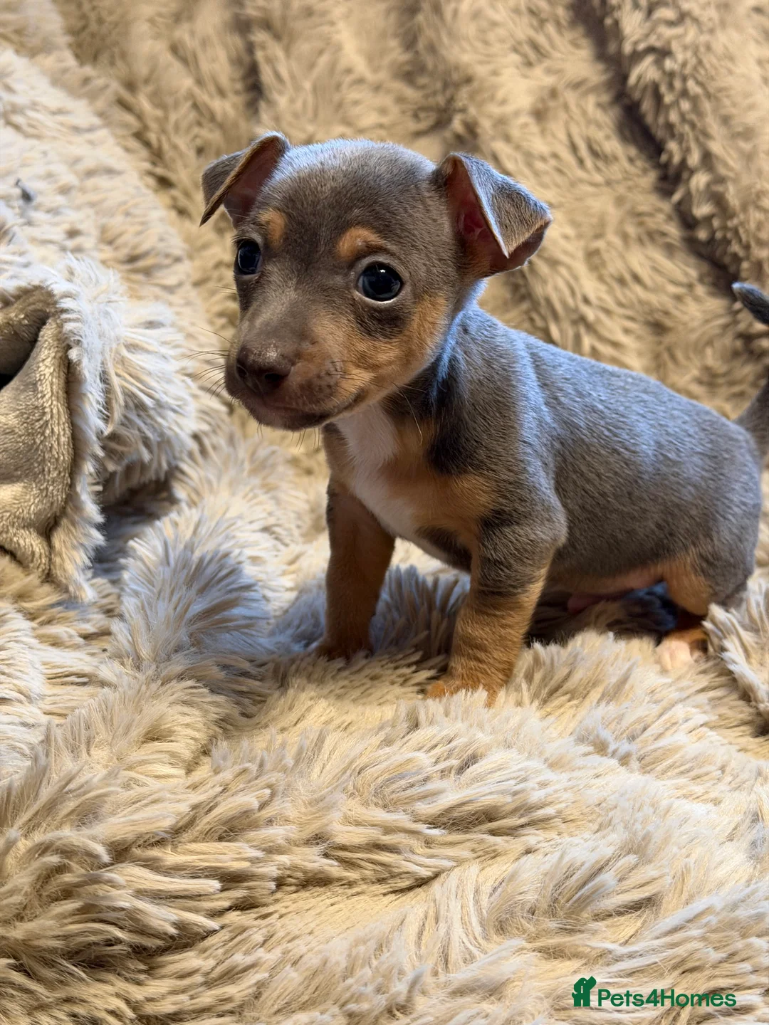 Jack Russell dogs for sale: Miniature Rare Coloured imported line JR babies  - Advert 12