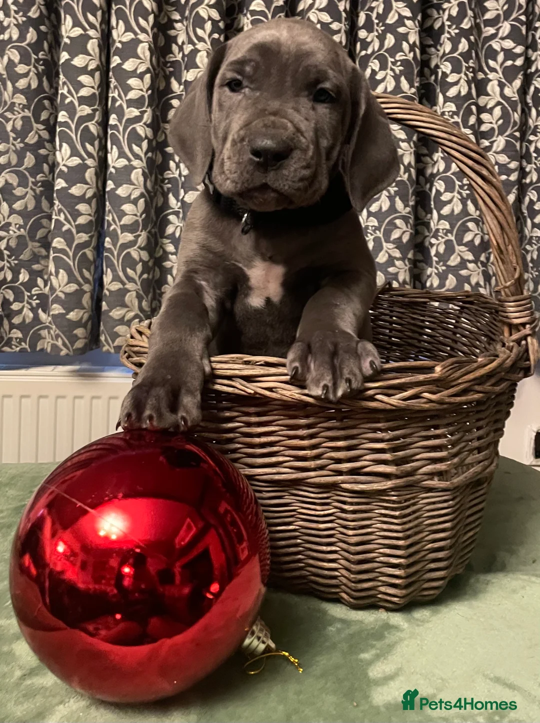 Mixed Breed dogs for sale: STUNNING MASTIFF/GREAT DANE PUPPIES - Advert 21