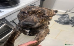 Mixed Breed dogs for sale: Stuffy - Image 2