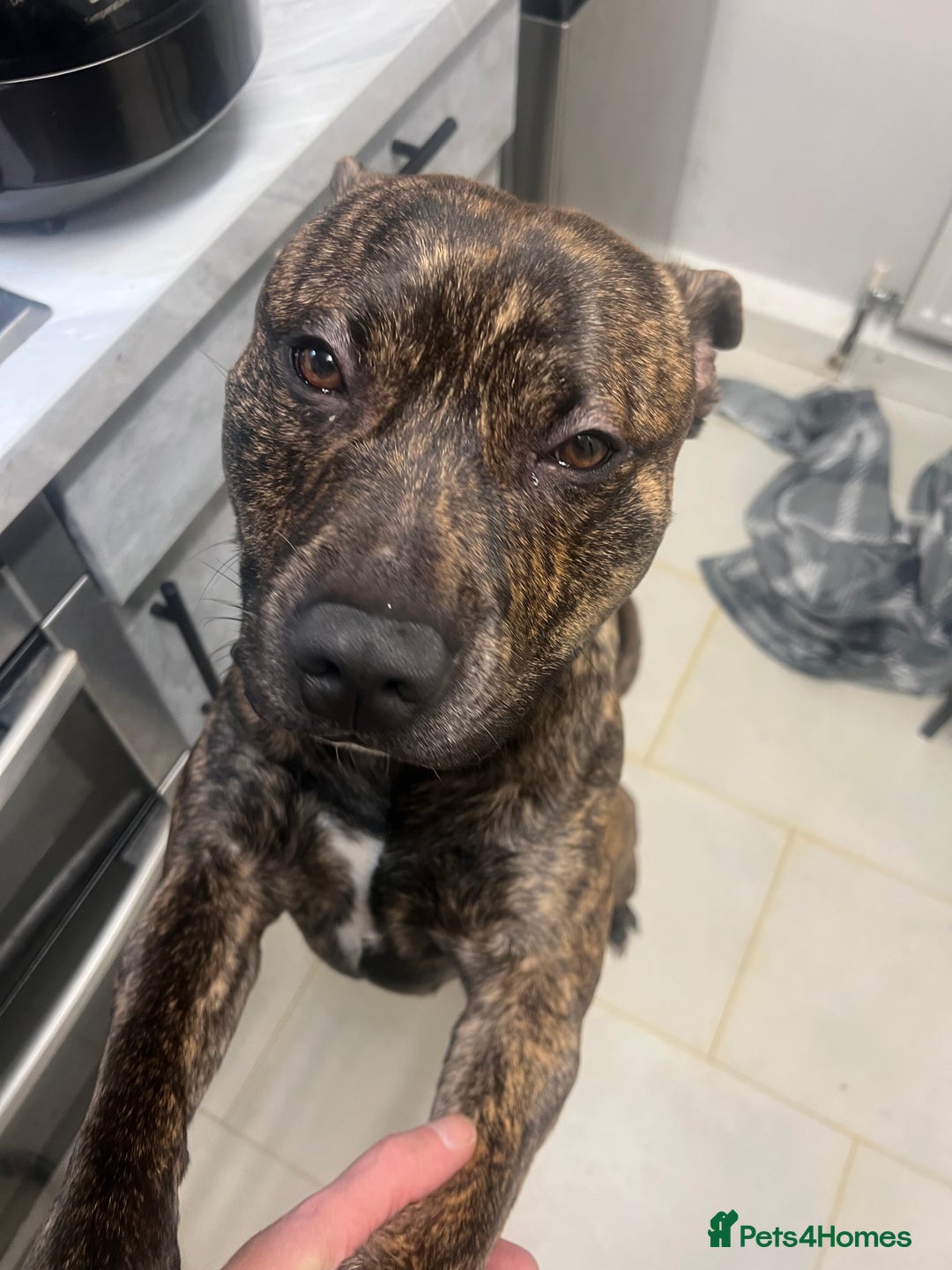 Mixed Breed dogs for sale: Stuffy - Image 2