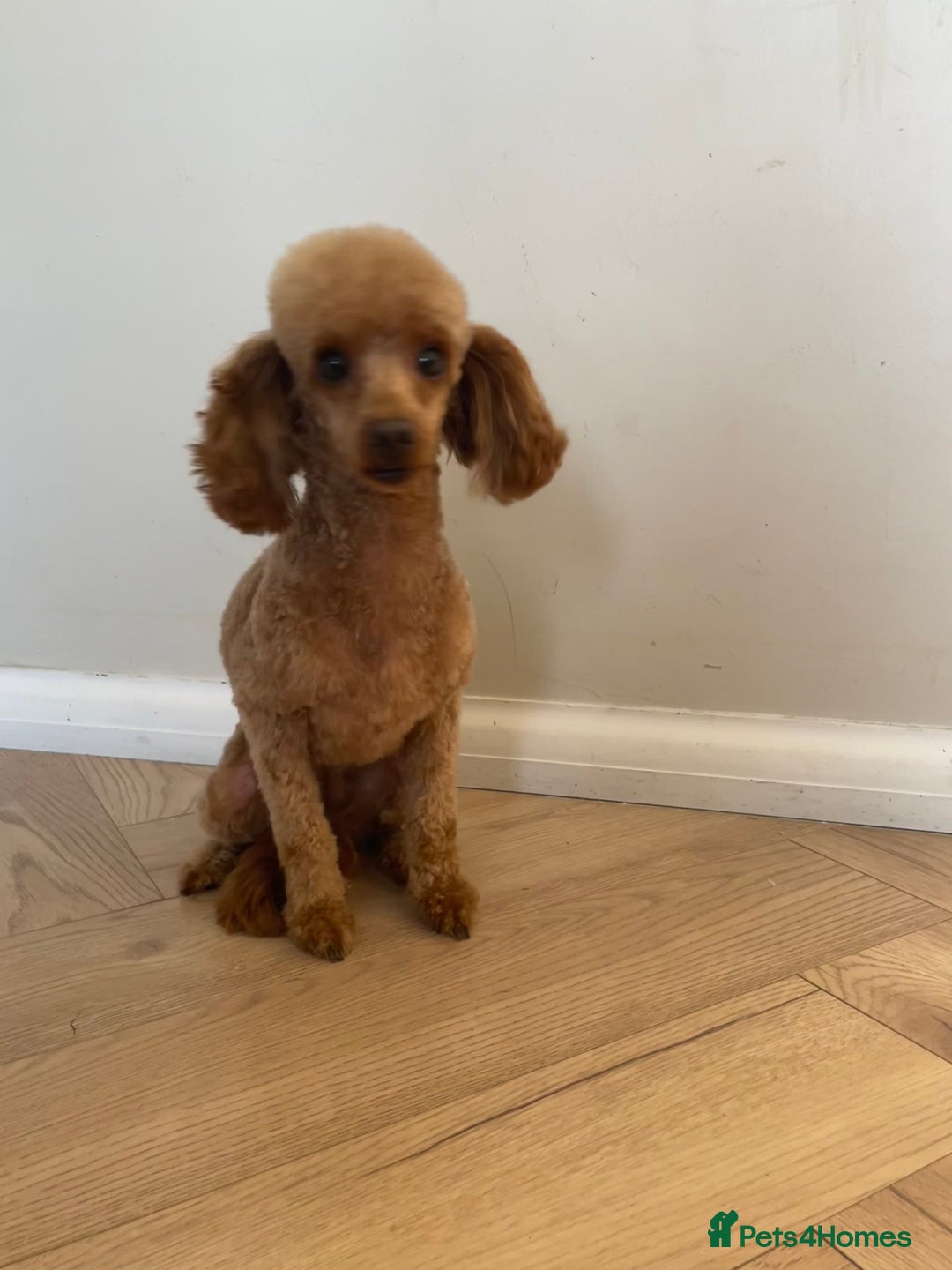 Toy Poodle dogs for sale: Beautiful solid colour toy poodle puppies - Advert 1