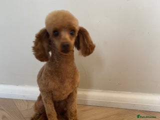 Toy Poodle dogs Beautiful solid colour toy poodle puppies - Advert 1