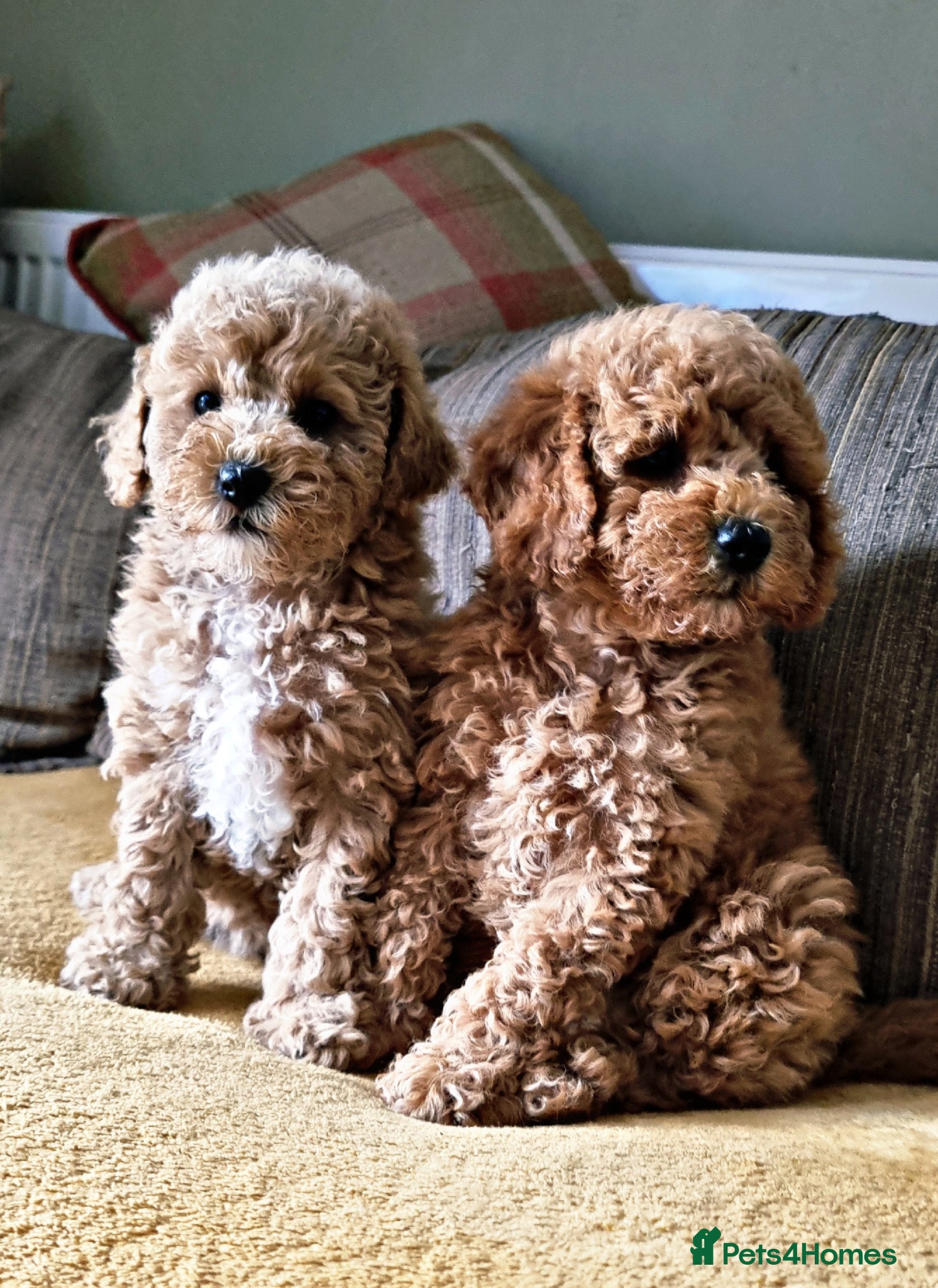 Maltipoo dogs 🐶 ADORABLE MALTIPOO LOOKING FOR FUREVER HOME🐾 - Advert 3