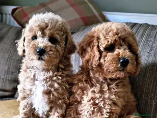 Maltipoo dogs 🐶 ADORABLE MALTIPOO LOOKING FOR FUREVER HOME🐾 - Advert 3