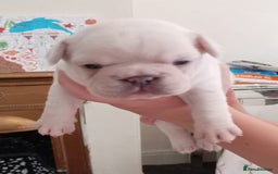 French Bulldog dogs for sale: Platinum cream velvet french bulldogpup 4 week old - Image 12