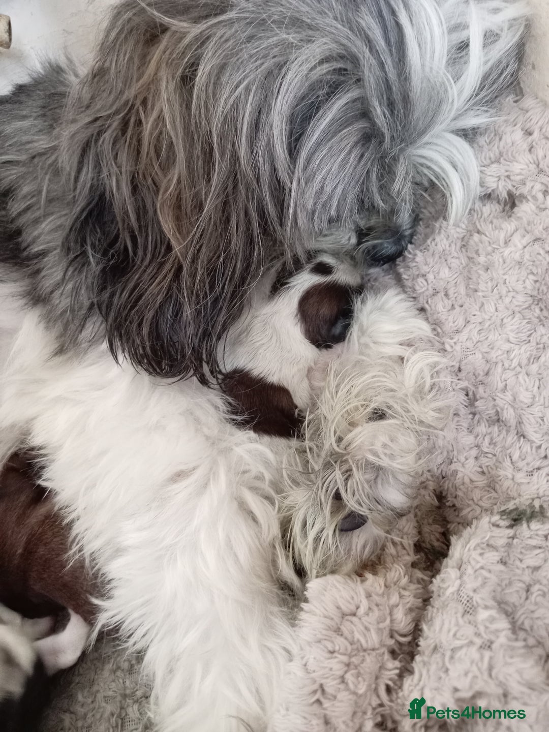 Shih Tzu dogs for sale: Adorable shih tzu puppy's  - Image 6