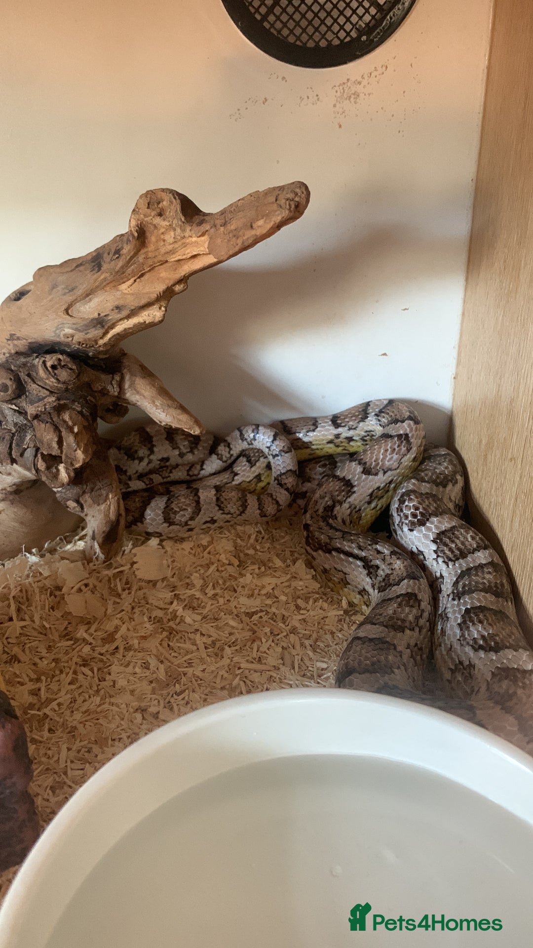 Corn Snake reptiles for sale: Please take him - Advert 2