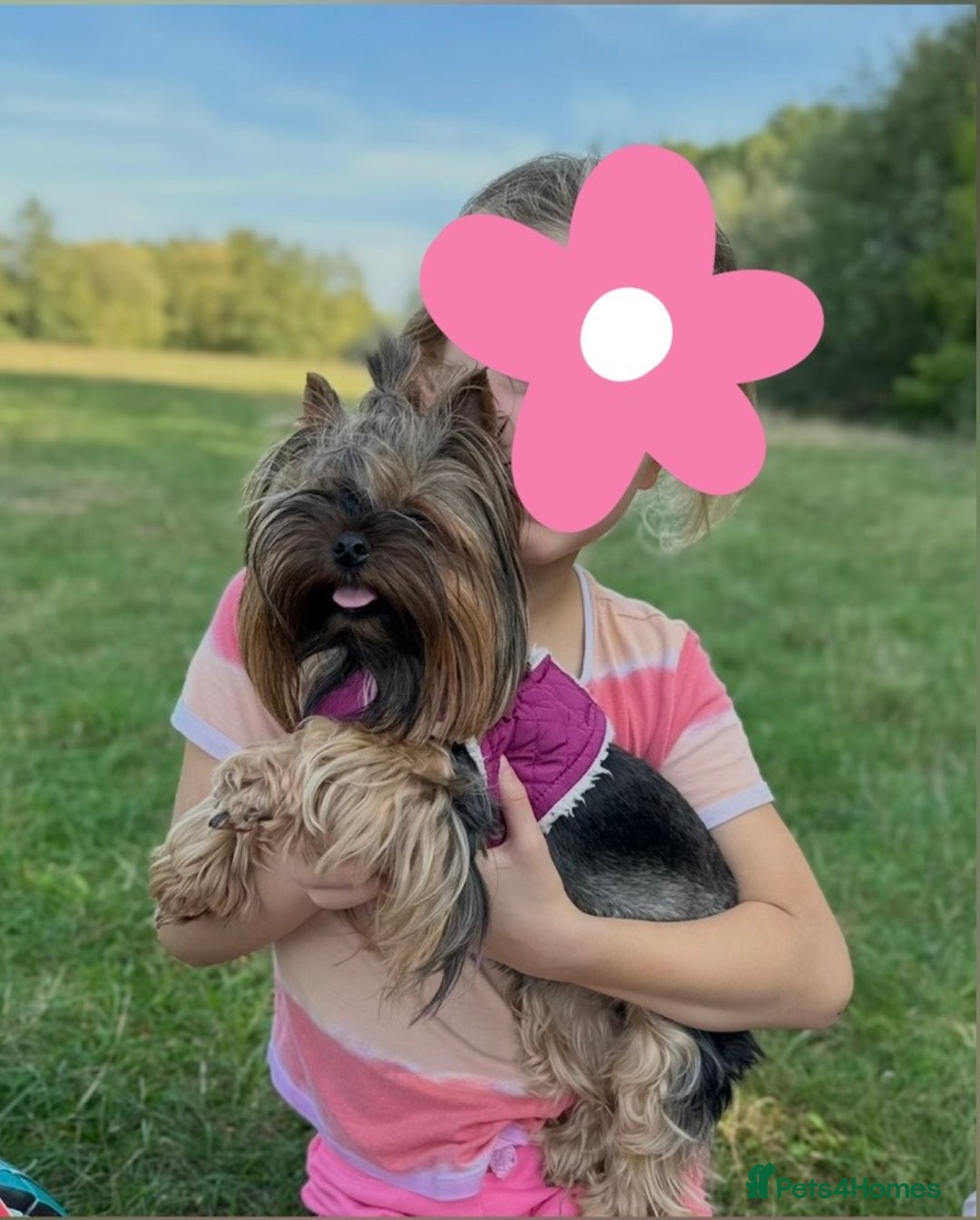Yorkshire Terrier dogs for sale: Female 🐾 - Advert 3