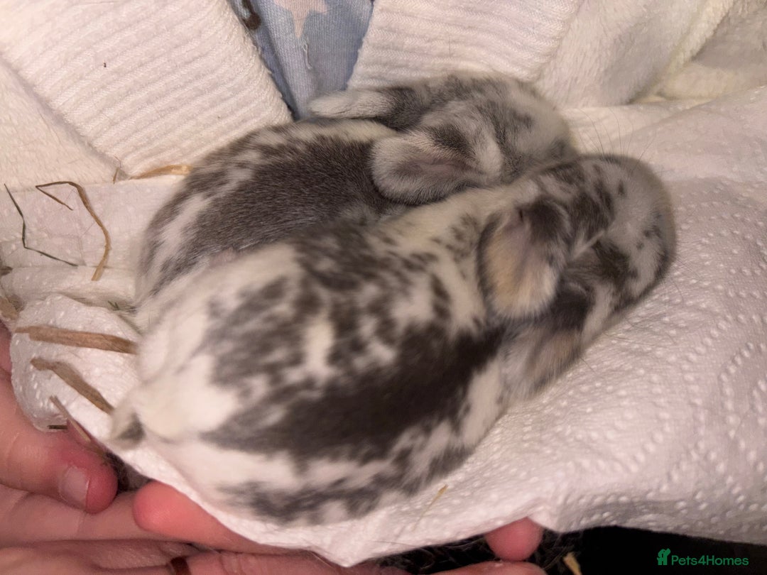Mini Lop rabbits for sale: Mini Lop Butterfly new born bunnies  - Advert 20