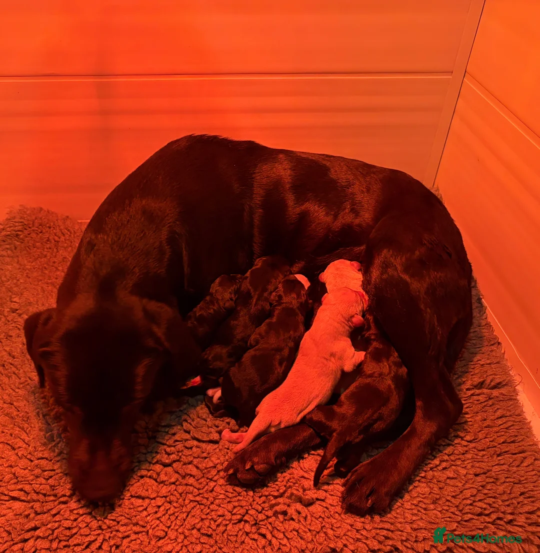 Labrador Retriever dogs for sale: KC Reg -Exceptional Labrador puppies  - Advert 1