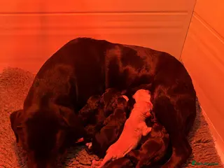 Labrador Retriever dogs KC Reg -Exceptional Labrador puppies - Advert 10