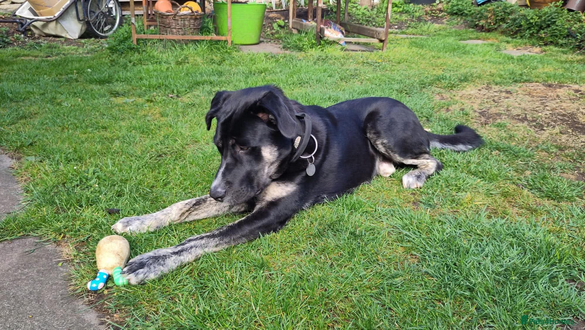 Mixed Breed dogs for adoption: BUSTER- quiet home wanted for sensitive young boy - Advert 11