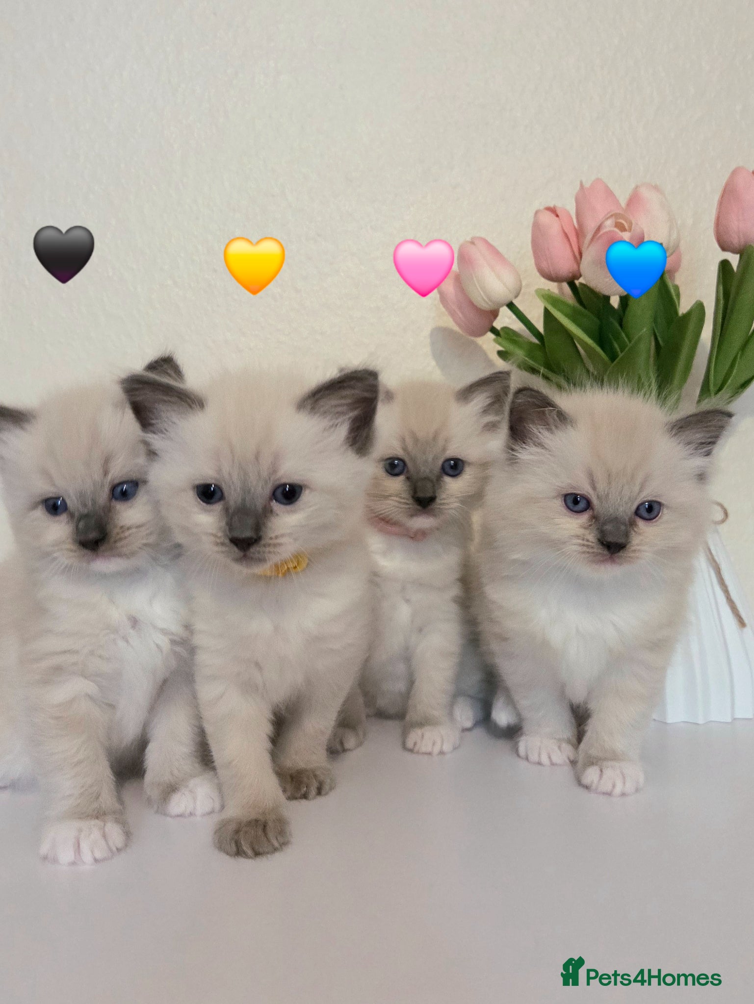 Ragdoll cats Ragdoll Kittens Ready ! - Advert 14