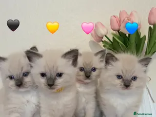 Ragdoll cats Ragdoll Kittens Ready ! - Advert 14