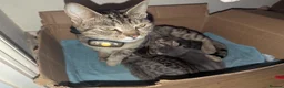 Mixed Breed cats for sale: Beautiful Kittens Ready for their new homes  - Advert 11