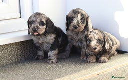 Cockapoo dogs for sale: F1 Cockapoo puppies for sale - Advert 32