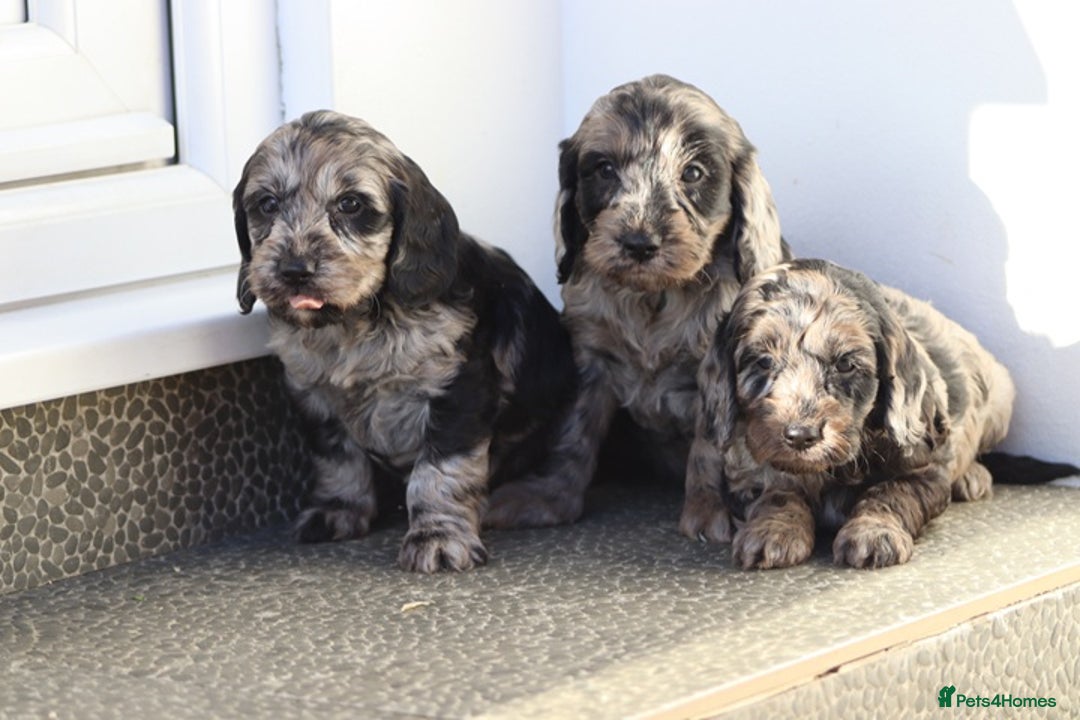 Cockapoo dogs for sale: F1 Cockapoo puppies for sale - Advert 32