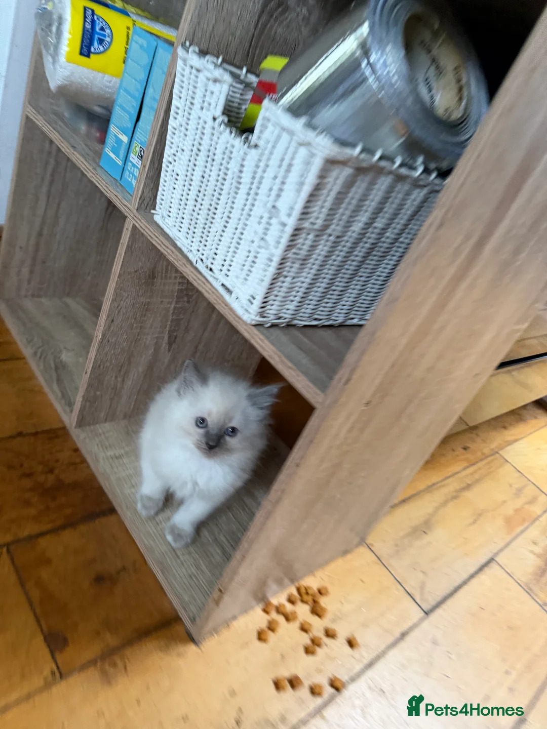 Ragdoll cats for sale: Beautiful Cuddly Purebred Kittens in Great Yarmouth - Advert 8