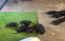 Rottweiler dogs for sale: Rotty/rottweiler puppies - Image 17