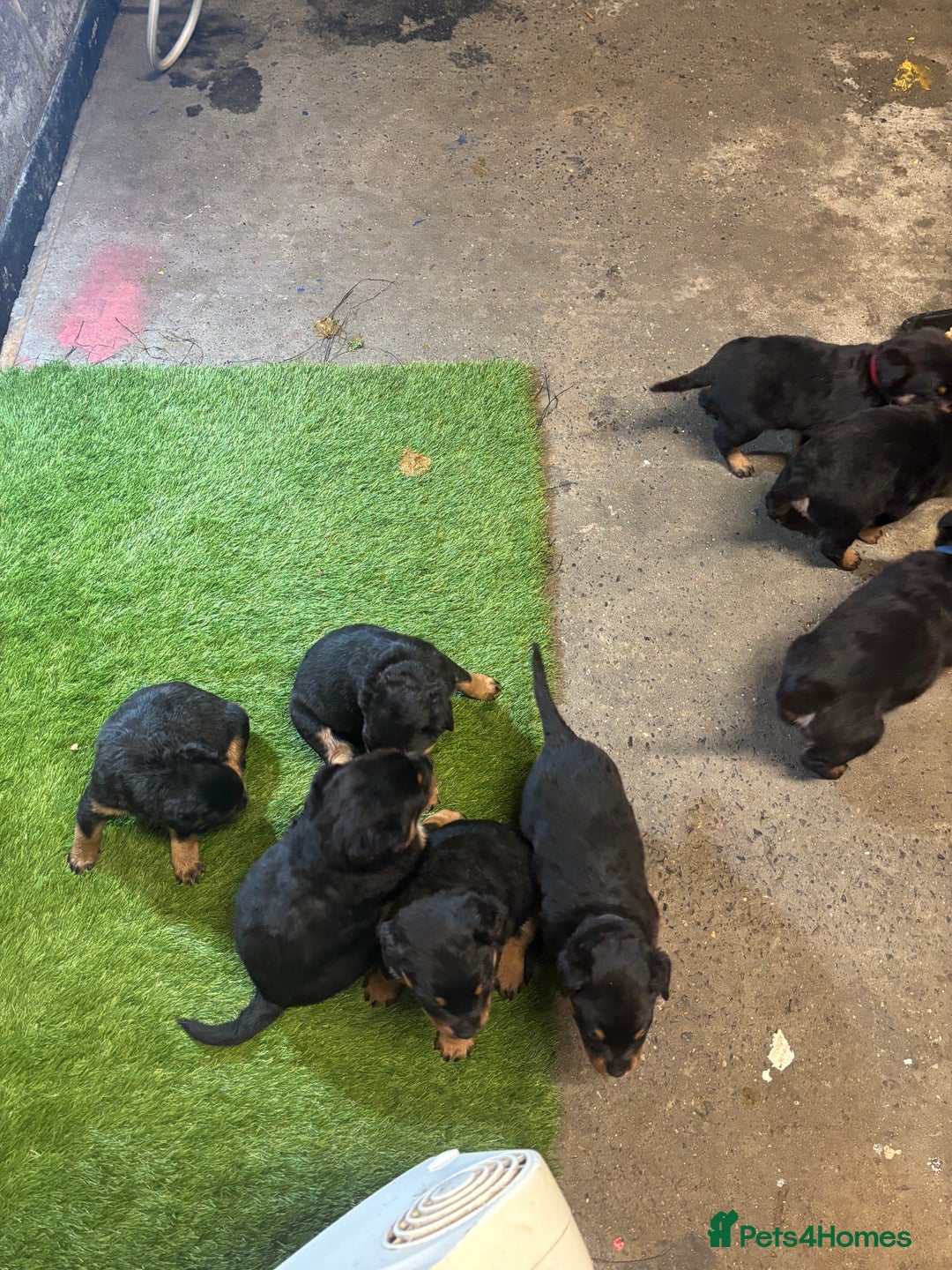 Rottweiler dogs for sale: Rotty/rottweiler puppies - Image 17