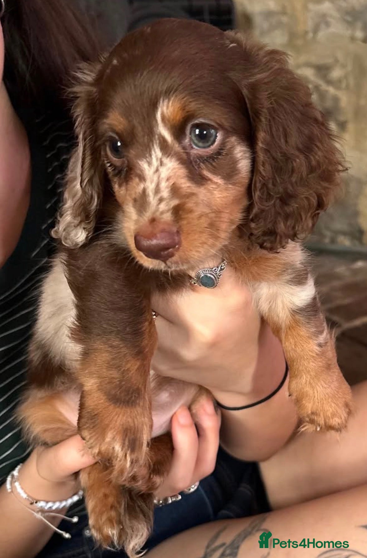 Miniature Dachshund dogs 🤎READY NOW Quality longhair dachshunds🤎  - Advert 8