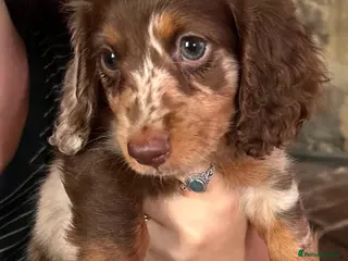 Miniature Dachshund dogs 🤎READY NOW Quality longhair dachshunds🤎 - Advert 1
