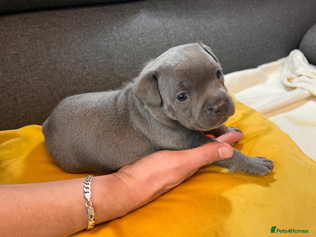 Staffordshire Bull Terrier dogs for sale:   Champion-KC.Reg.Blue Staffordshire Bull Terrier  - Image 38