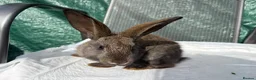 Mixed Breed rabbits for sale: Continental giant X - Advert 8