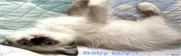 Ragdoll cats for sale: Socialised Baby Ragdoll Kittens ready now  - Advert 28