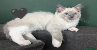 Ragdoll cats - Advert 14