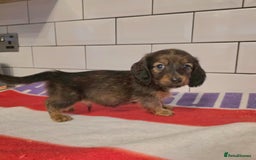 Miniature Dachshund dogs for sale: Full of champions!!! pra clear mini dachshunds in South Shields - Image 18