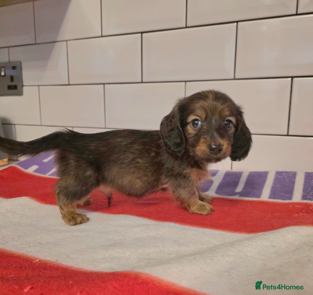 Miniature Dachshund dogs for sale: Full of champions!!! pra clear mini dachshunds in South Shields - Image 18