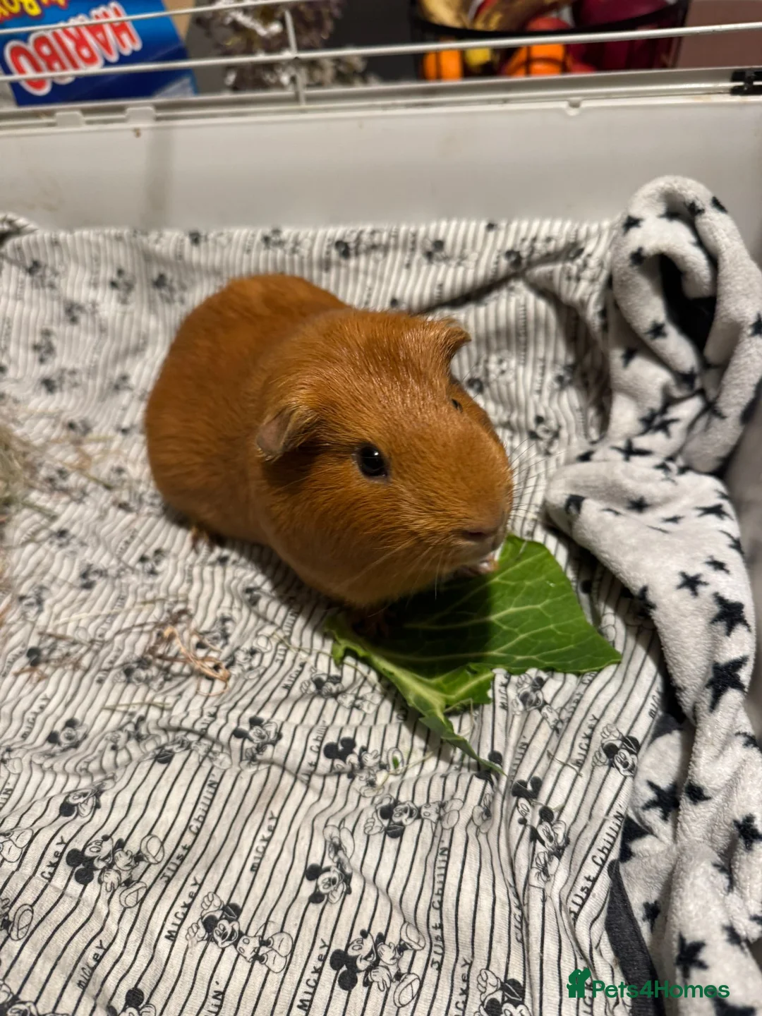 Guinea Pig rodents for sale: Guinea pigs for rehoming  - Advert 2