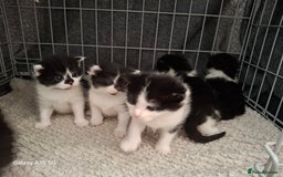 Mixed Breed cats for sale: 4 beautiful kittens  - Image 12