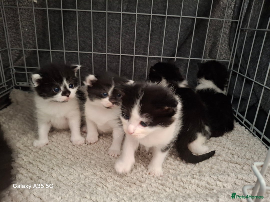 Mixed Breed cats for sale: 4 beautiful kittens  - Image 12
