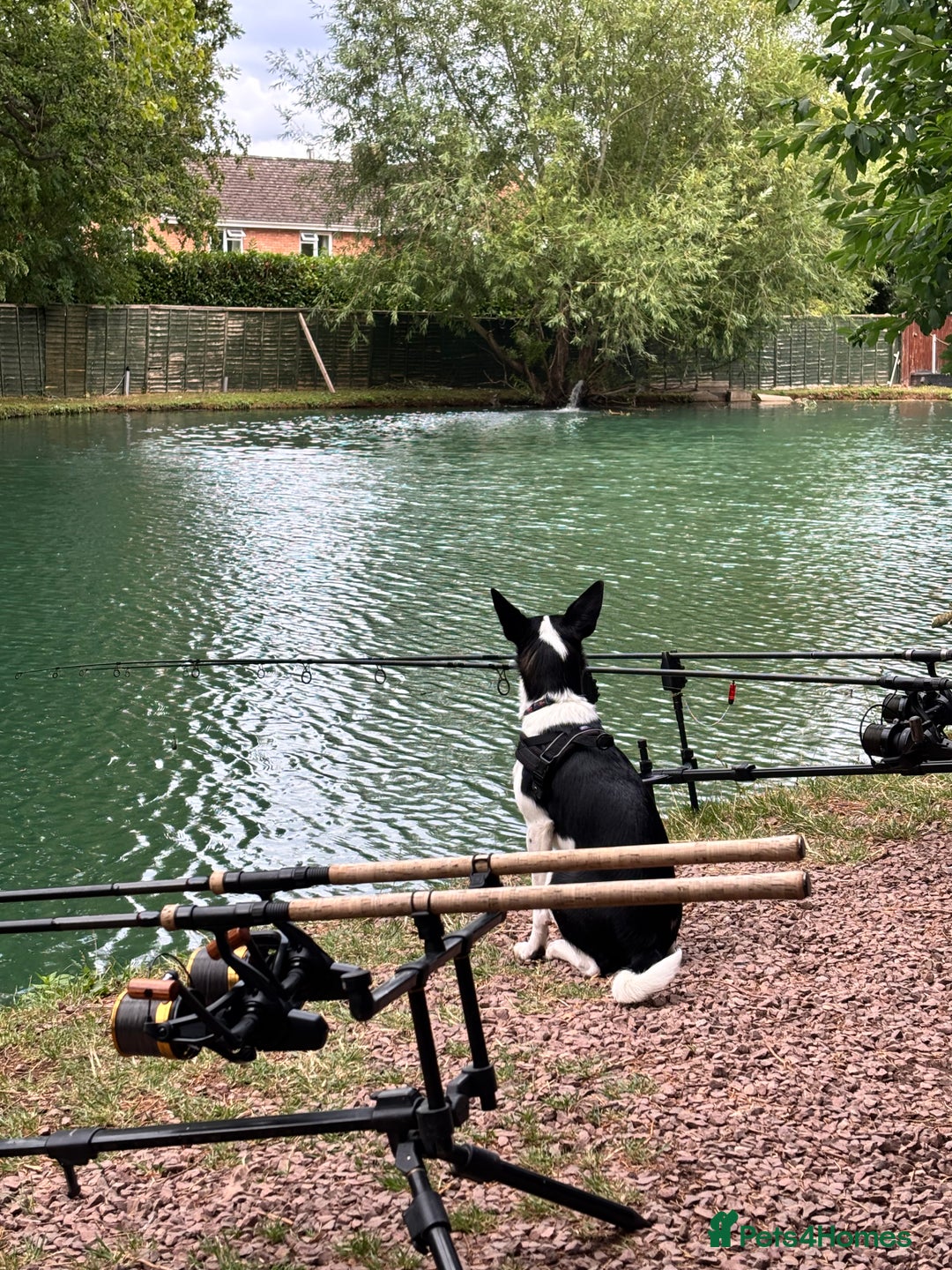 Mixed Breed dogs for sale: Poppy  - Advert 15