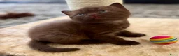 British Shorthair cats for sale: 🐾💙Beautifully Stunning GCCF BSH Kittens💙🐾 - Advert 23
