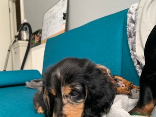 Miniature Dachshund dogs - Advert 16