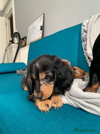 Miniature Dachshund dogs - Advert 11