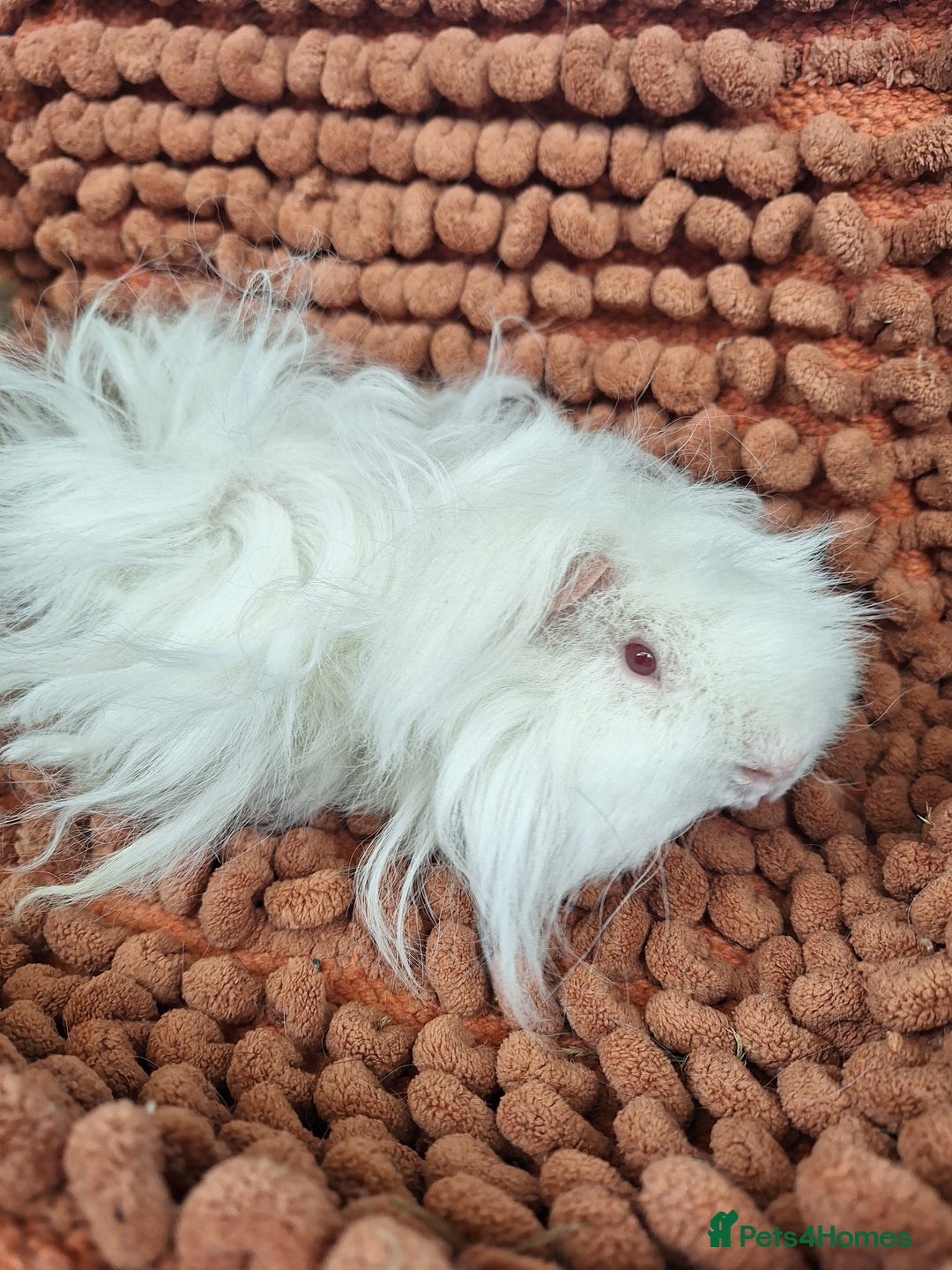 Guinea Pig rodents for sale: Pairs of lunkarya guinea pig babies in Saltburn-by-the-Sea - Image 8