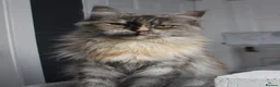 Maine Coon cats for sale: Beautiful GCCF Registered female  - Advert 3