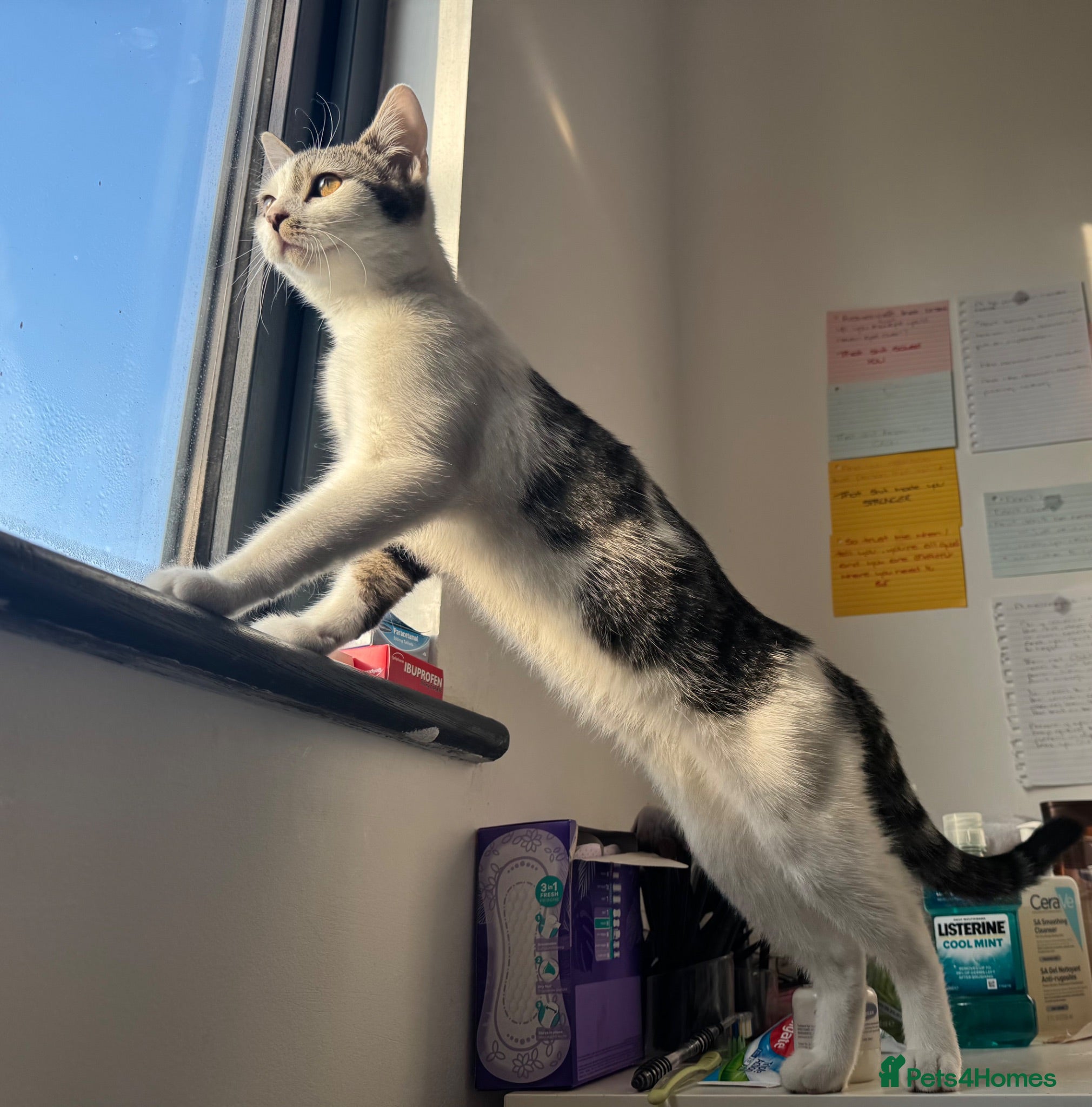 Mixed Breed cats Gentle & Sweet Adult Cats – Leaf, Yin & Big Boy - Advert 14