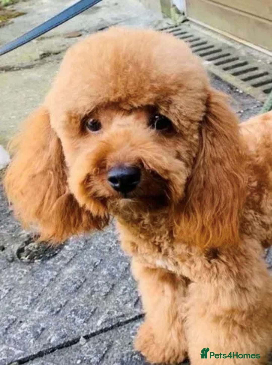 Toy Poodle dogs for stud: Fox Red KC Toy Poodle for stud. in Halifax - Advert 6