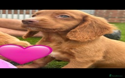 Cockapoo dogs for sale: 💙 7 stunning cockapoo puppies for sale 🩷 - Image 3