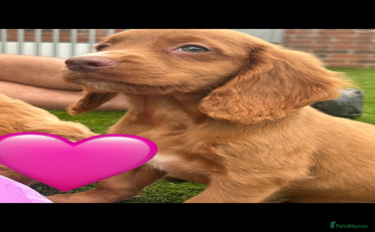 Cockapoo dogs - Advert 5