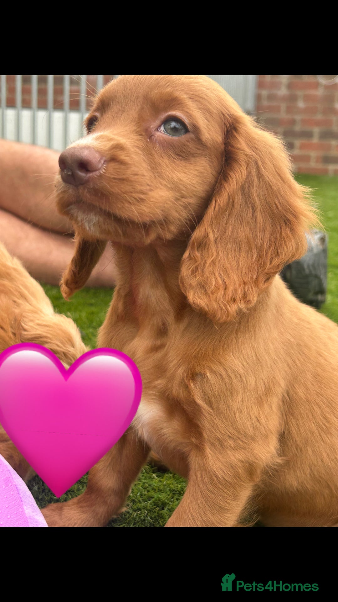 Cockapoo dogs for sale: 💙 7 stunning cockapoo puppies for sale 🩷 - Image 3