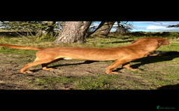 Labrador Retriever dogs for stud: Fox red Lab for Stud - Image 2