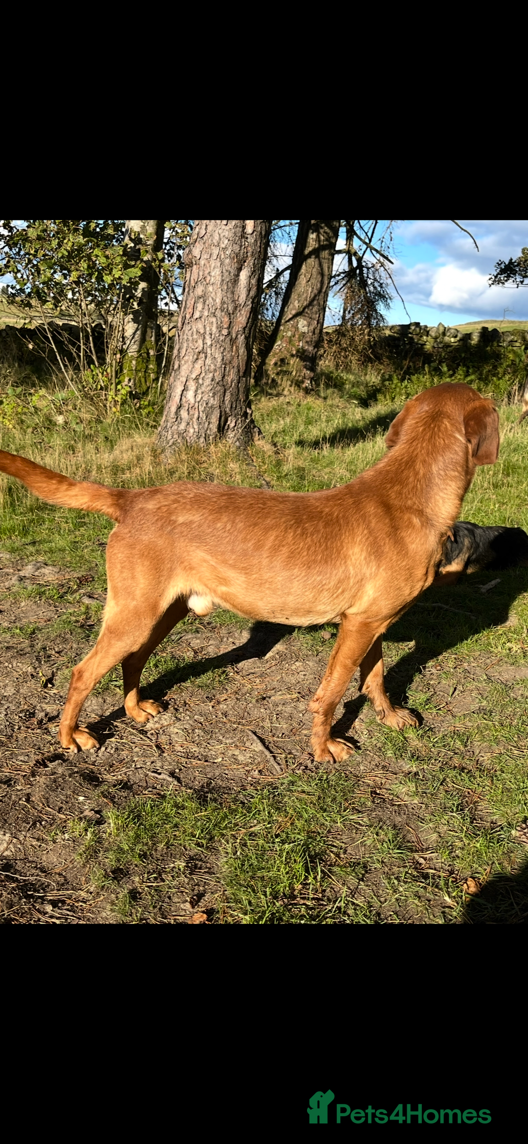 Labrador Retriever dogs for stud: Fox red Lab for Stud - Image 2